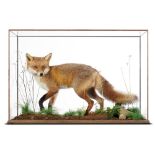 Taxidermy: A full mount fox by Derek Frampton68cm high by 102cm wide by 39cm deep