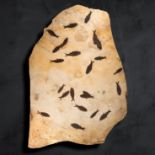Fossils: A large fossil fish plaque Knightia Alta sp.Green River, Wyoming, Eocene142cm by 86cm
