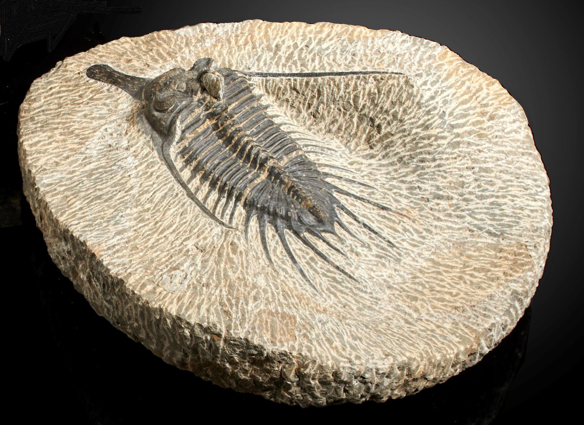 Fossils: A psychopyge spp. trilobiteMoroccoDevonian16cm overall