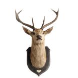 Taxidermy: A 9 point red deer trophy on shielddated 1934 label to verso124cm high overall