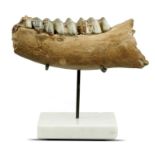 Fossils: An interesting collection comprising:a megalodon tooth, 11cm; a fossil wood section, 16cm