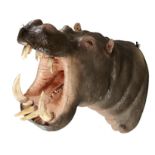 Taxidermy: A hippopotamus head20th century150cm deep