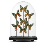 Taxidermy: A collection of colourful butterflies under glass domemodern41cm high overall