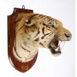 Taxidermy: A tiger’s head by Gerrards of Londoncirca 190061cm high