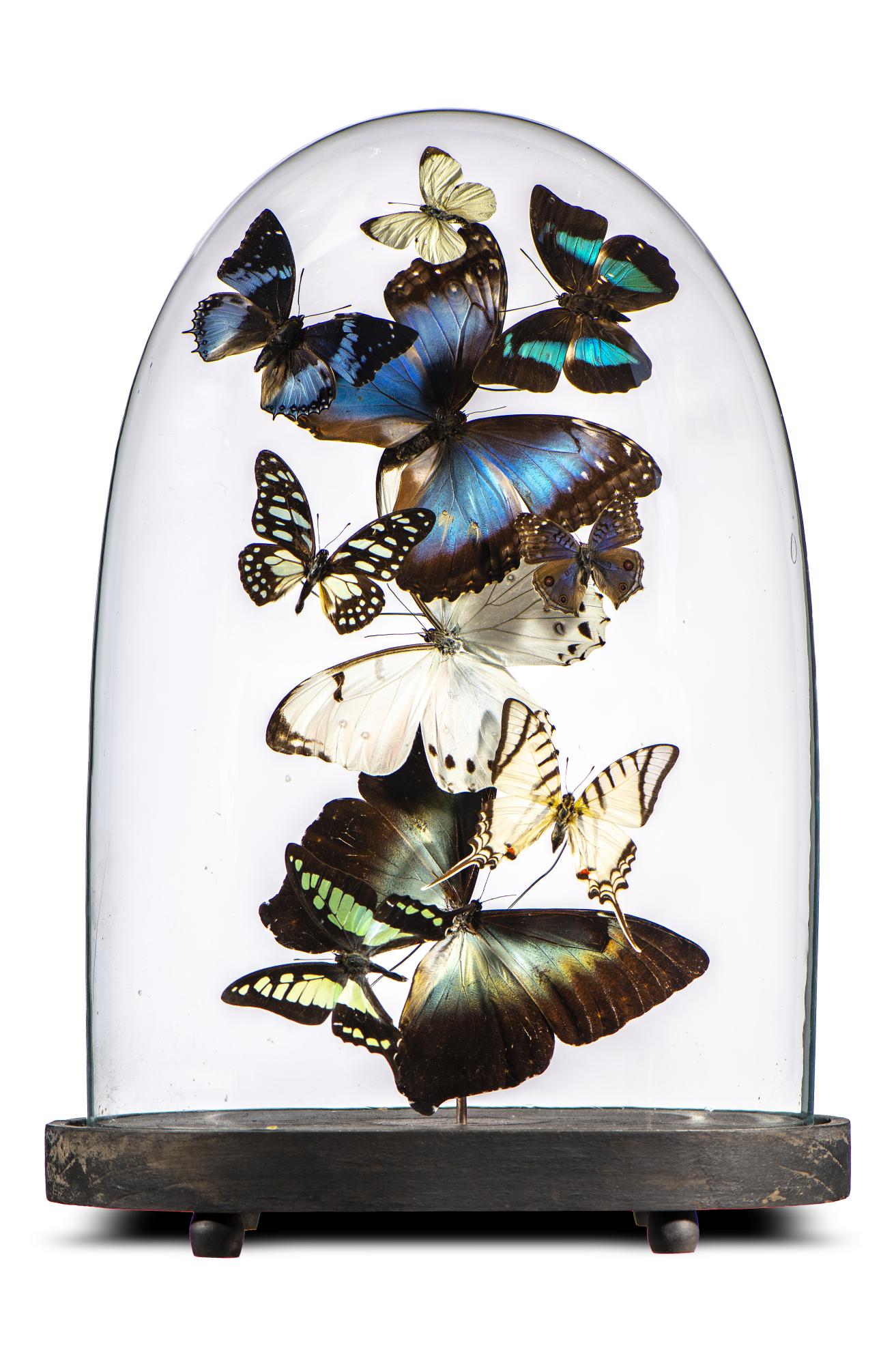 Taxidermy: A display of colourful butterflies under glass dome, modern, 45cm high