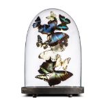 Taxidermy: A display of colourful butterflies under glass dome, modern, 45cm high