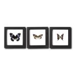 Decorative/Interior Design: A set of three doublesided framed butterflies, modern, 16cm by 16cm