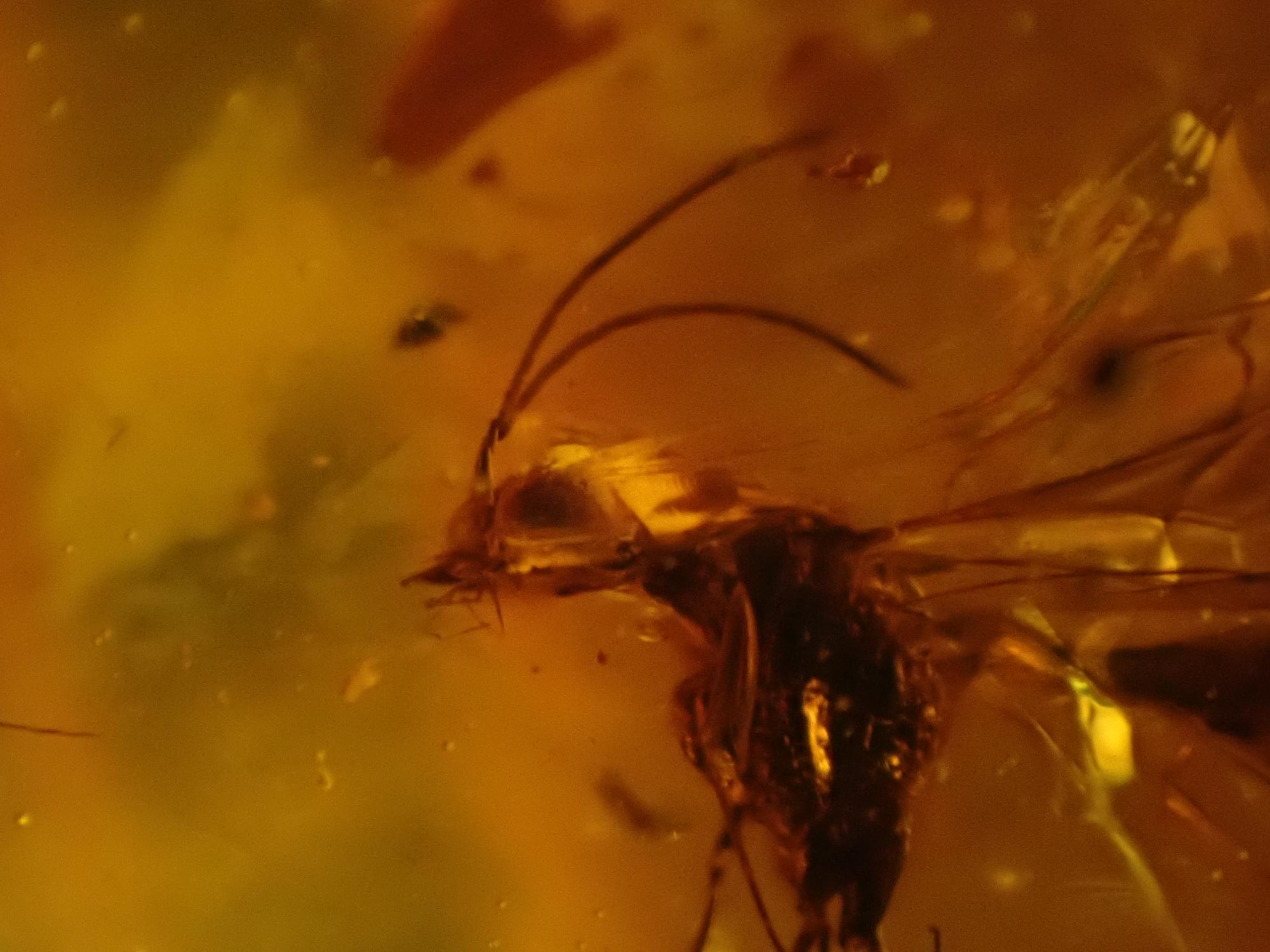 Natural History: An amber specimen containing the remains of a fly and other insects - Image 6 of 7