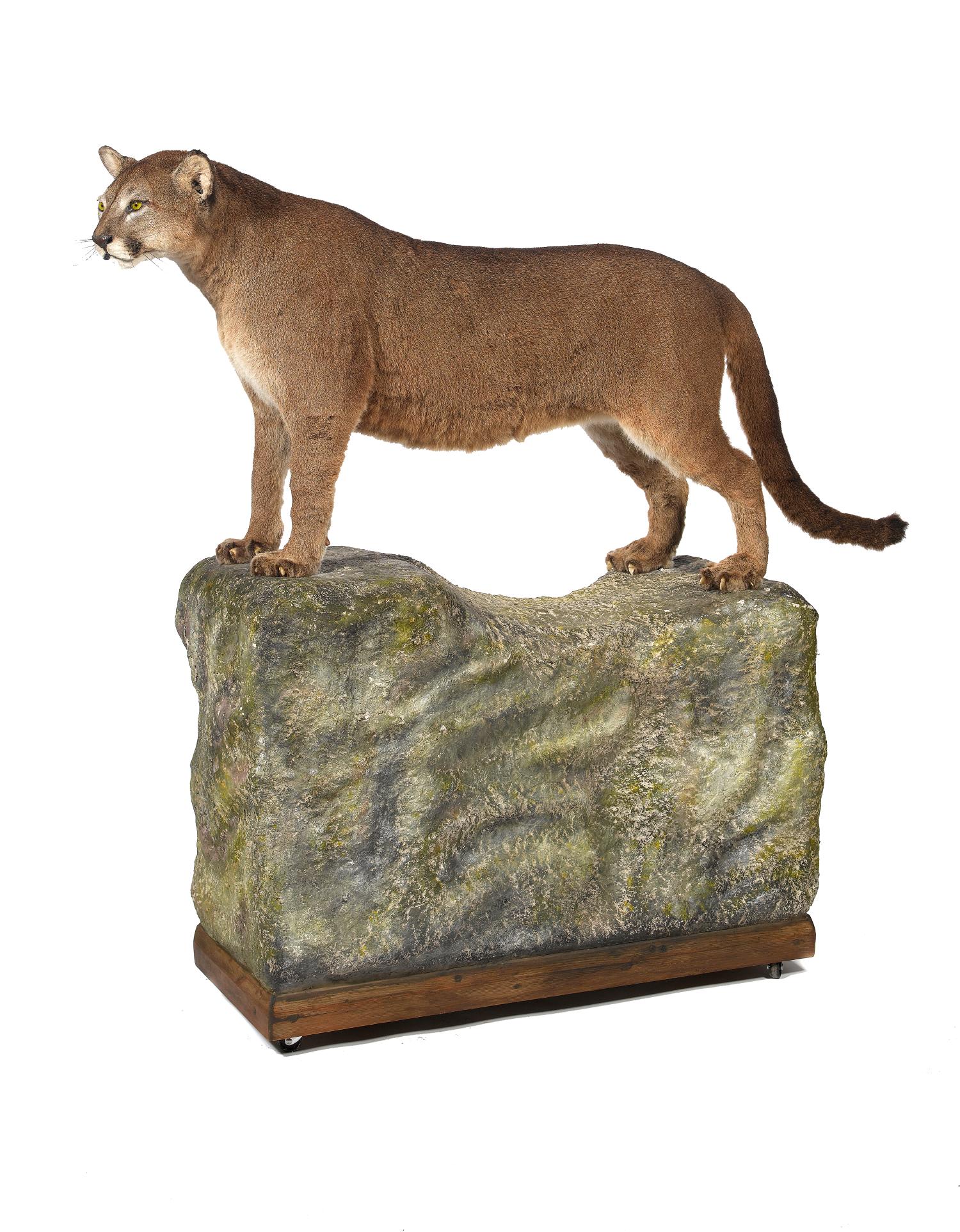 Taxidermy: A Puma (Panthera) mounted by Rowland Ward, on naturalistic base pre 1968 with Article