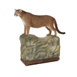 Taxidermy: A Puma (Panthera) mounted by Rowland Ward, on naturalistic base pre 1968 with Article