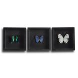 Decorative/Interior Design: A set of three framed tropical butterflies, modern, 25cm by 25cm square