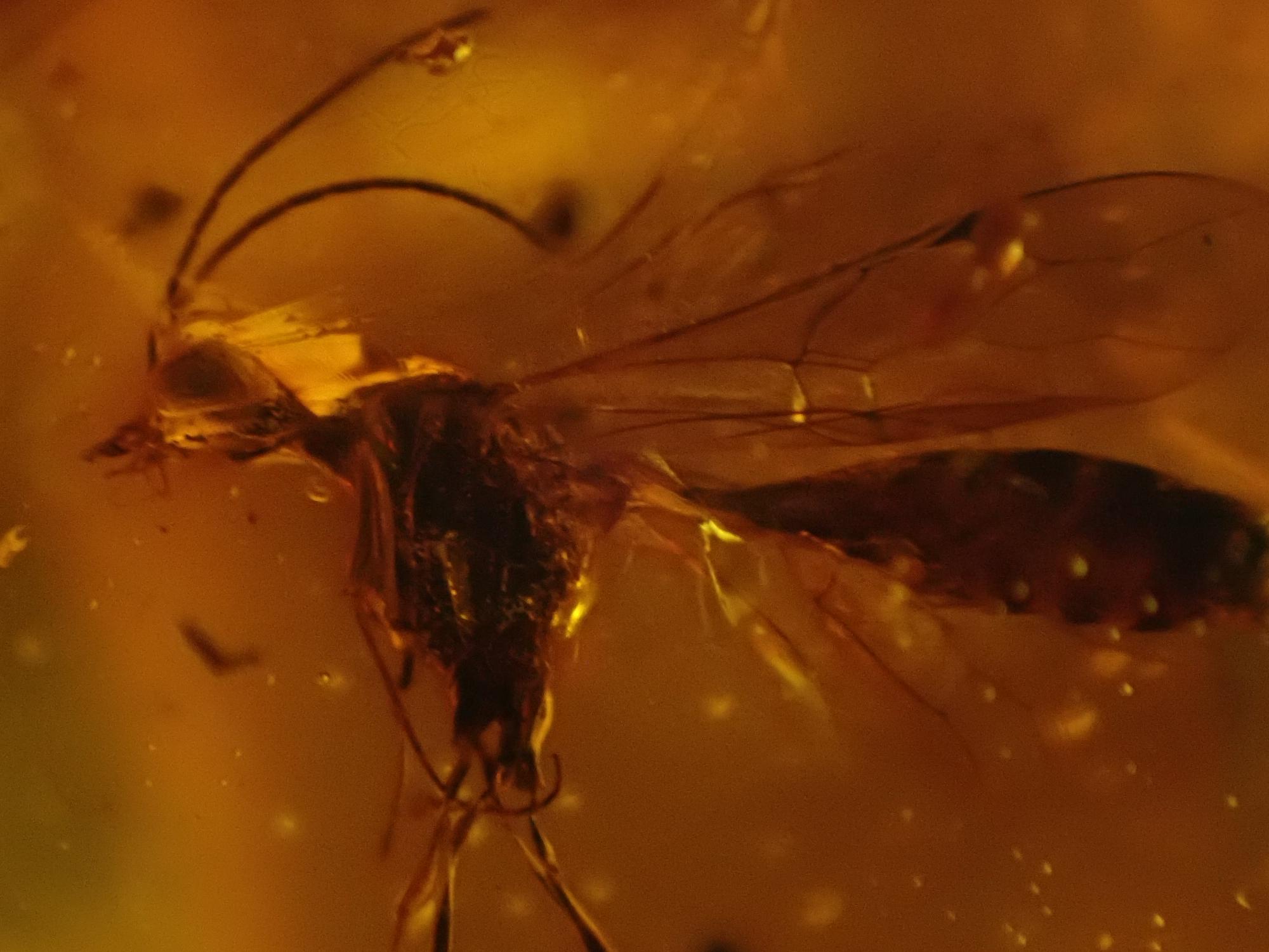 Natural History: An amber specimen containing the remains of a fly and other insects - Image 7 of 7