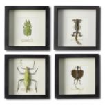 Decorative/Interior Design: A set of four framed exotic insects and reptiles, modern, 25cm by 25cm