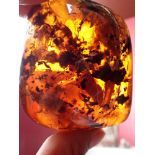 Natural History: An amber specimen containing various Cretaceous flora and fauna, Hukawng Valley