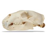 Natural History: A polar bear skull, Canada, from native tribes, on metal stand, 36cm high by 18cm