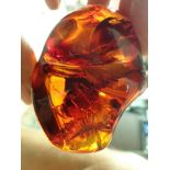 Natural History: An extremely rare and possibly unique amber specimen containing a previously