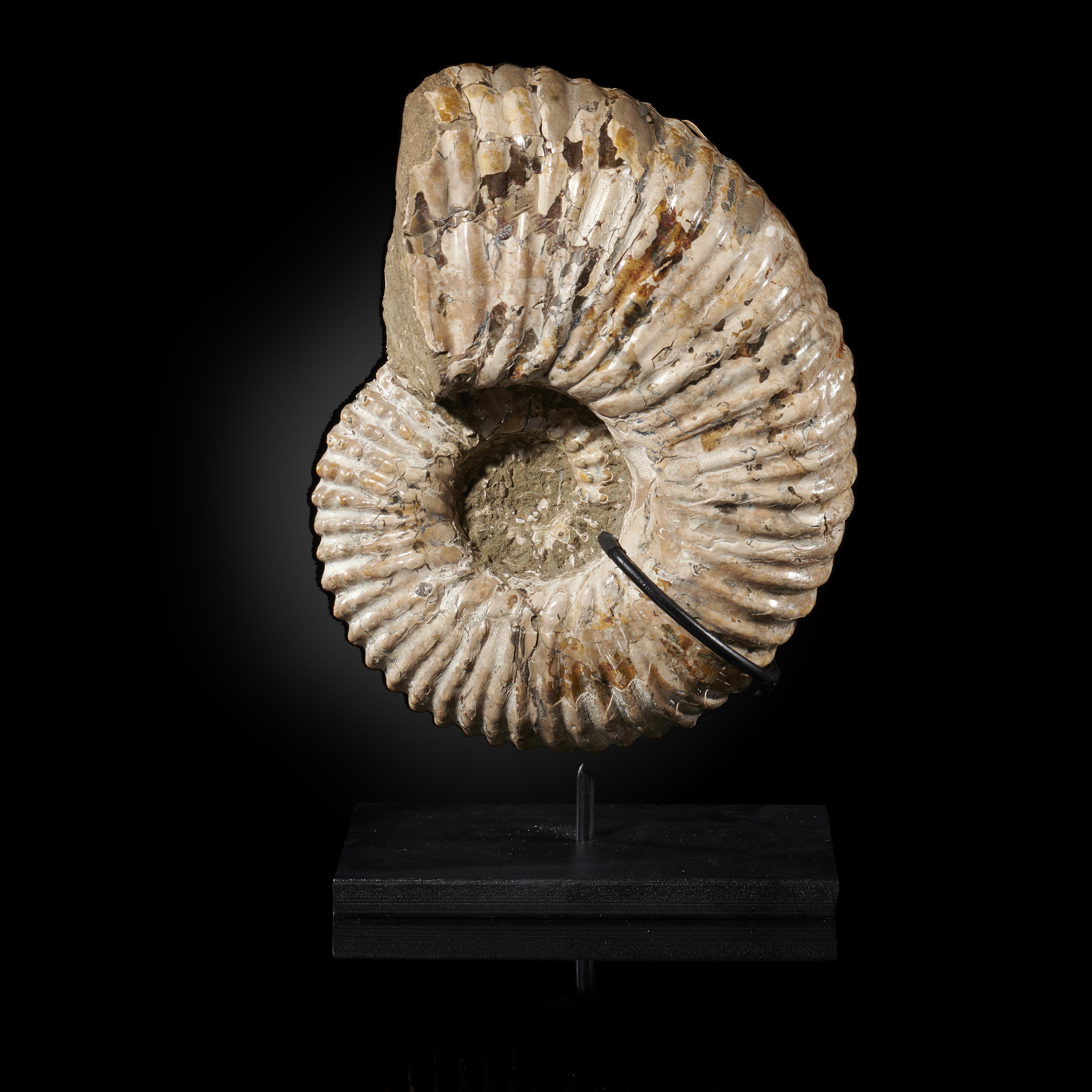 Fossils: A Douvilliceras ammonite, SW Madagascar, Albian, Cretaceous, on metal stand, 25cm high