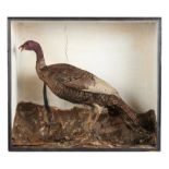 Taxidermy: A full mount Wild turkey, late 19th century, 84cm high by 95cm wide