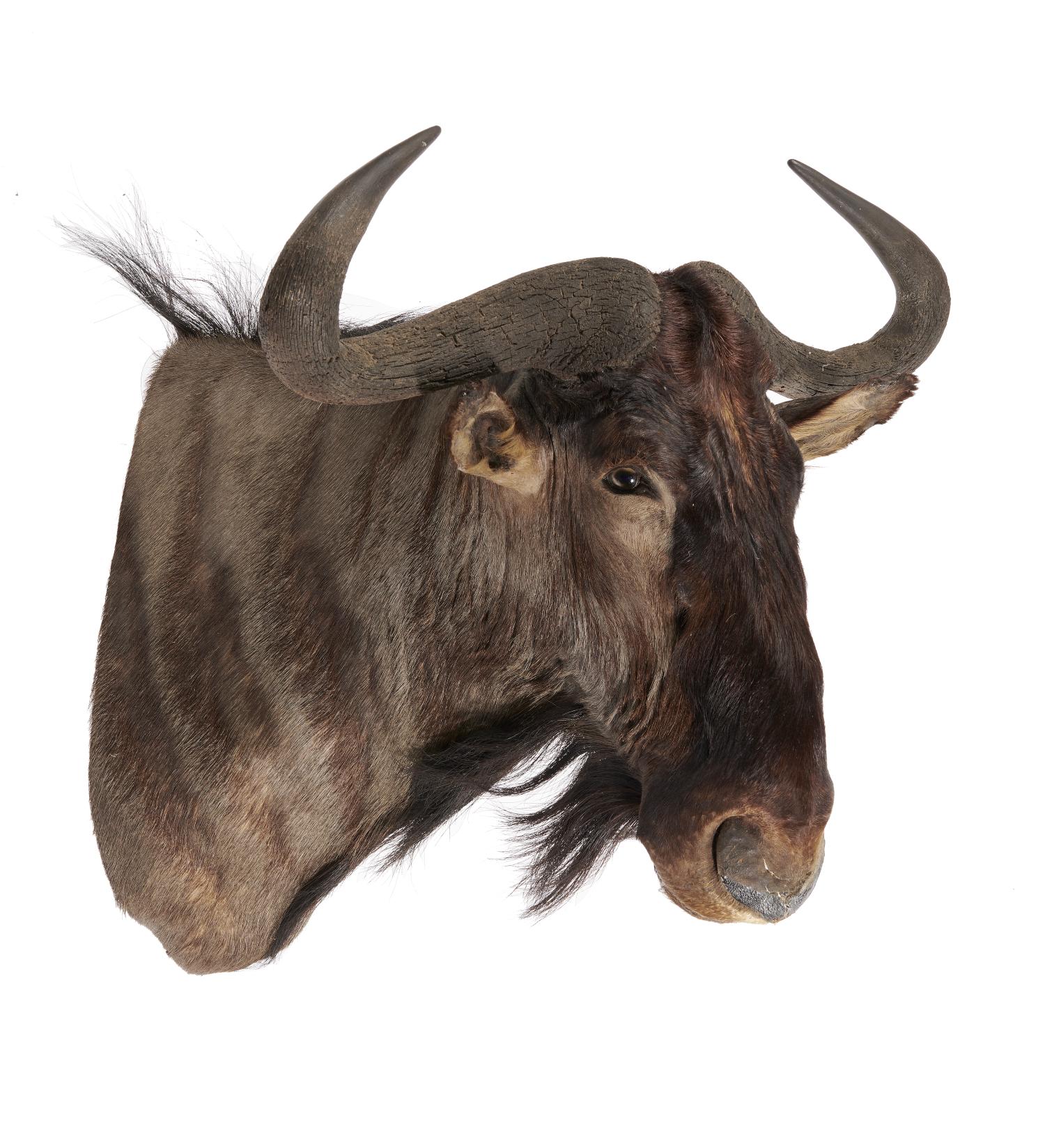 Taxidermy: A wildebeest head mount, recent, 66cm deep