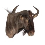 Taxidermy: A wildebeest head mount, recent, 66cm deep