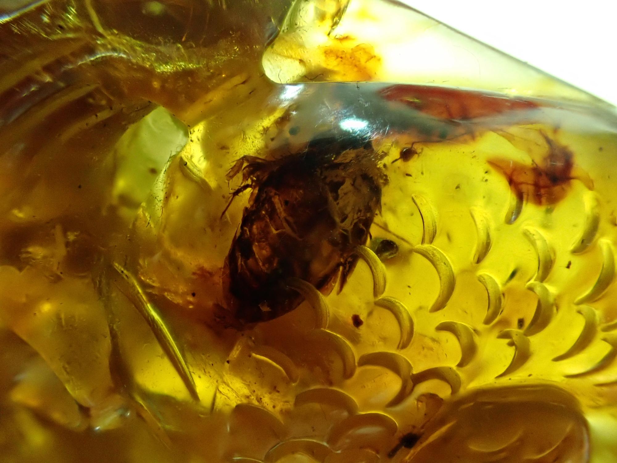 Natural History: An amber specimen, now carved and mounted as a pendant - Image 7 of 8