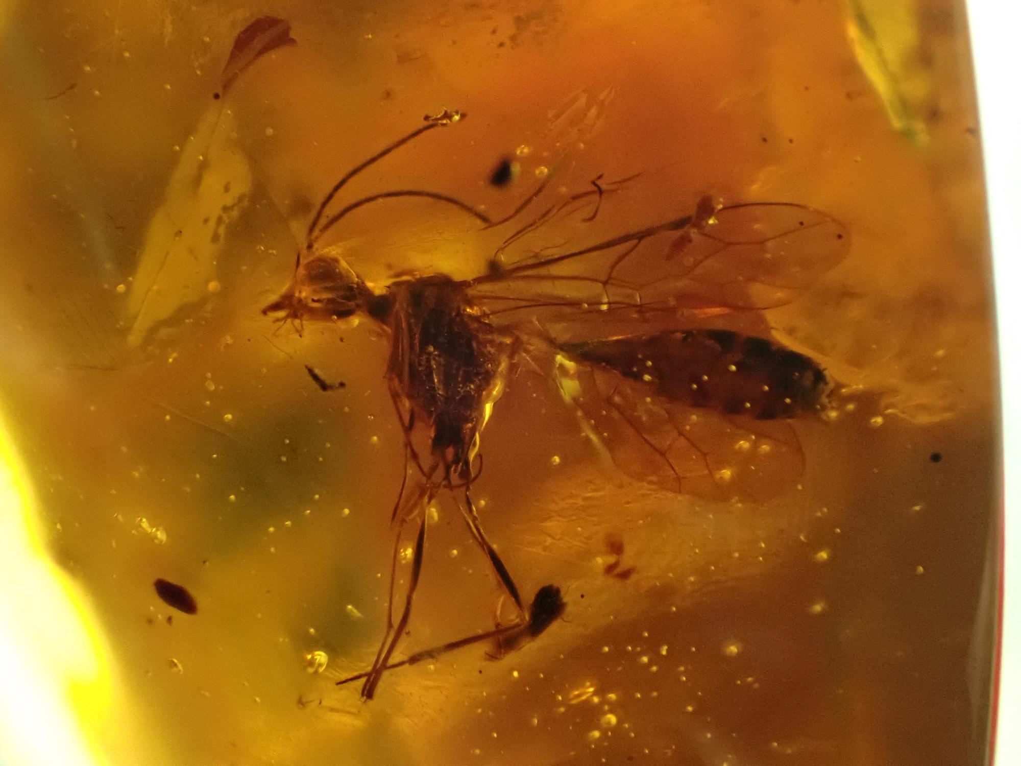 Natural History: An amber specimen containing the remains of a fly and other insects - Image 4 of 7