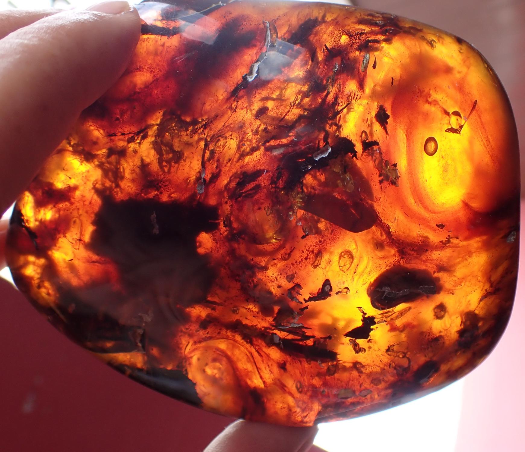 Natural History: An extremely rare and possibly unique amber specimen containing Tetrapod type - Image 8 of 10