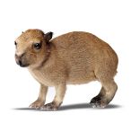 Taxidermy: A full mount baby Capibara, modern, 31cm