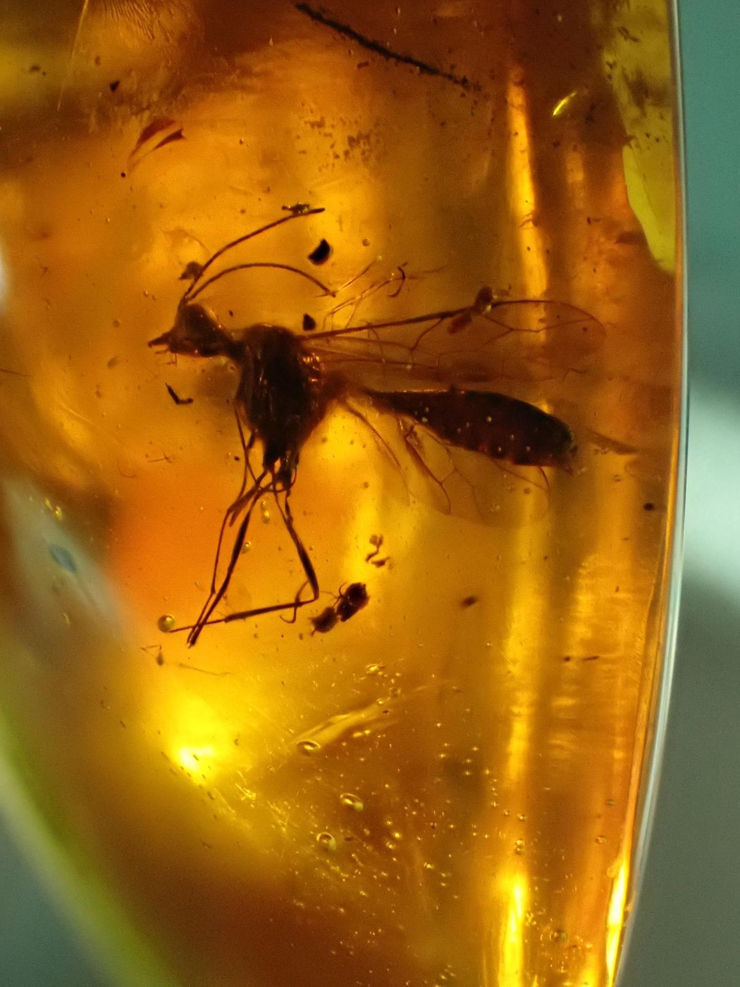 Natural History: An amber specimen containing the remains of a fly and other insects - Image 3 of 7