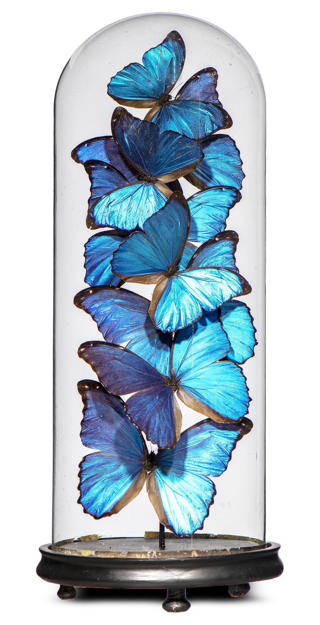 Taxidermy: A large display of colourful butterflies under glass dome, modern, 50cm high