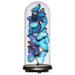 Taxidermy: A large display of colourful butterflies under glass dome, modern, 50cm high