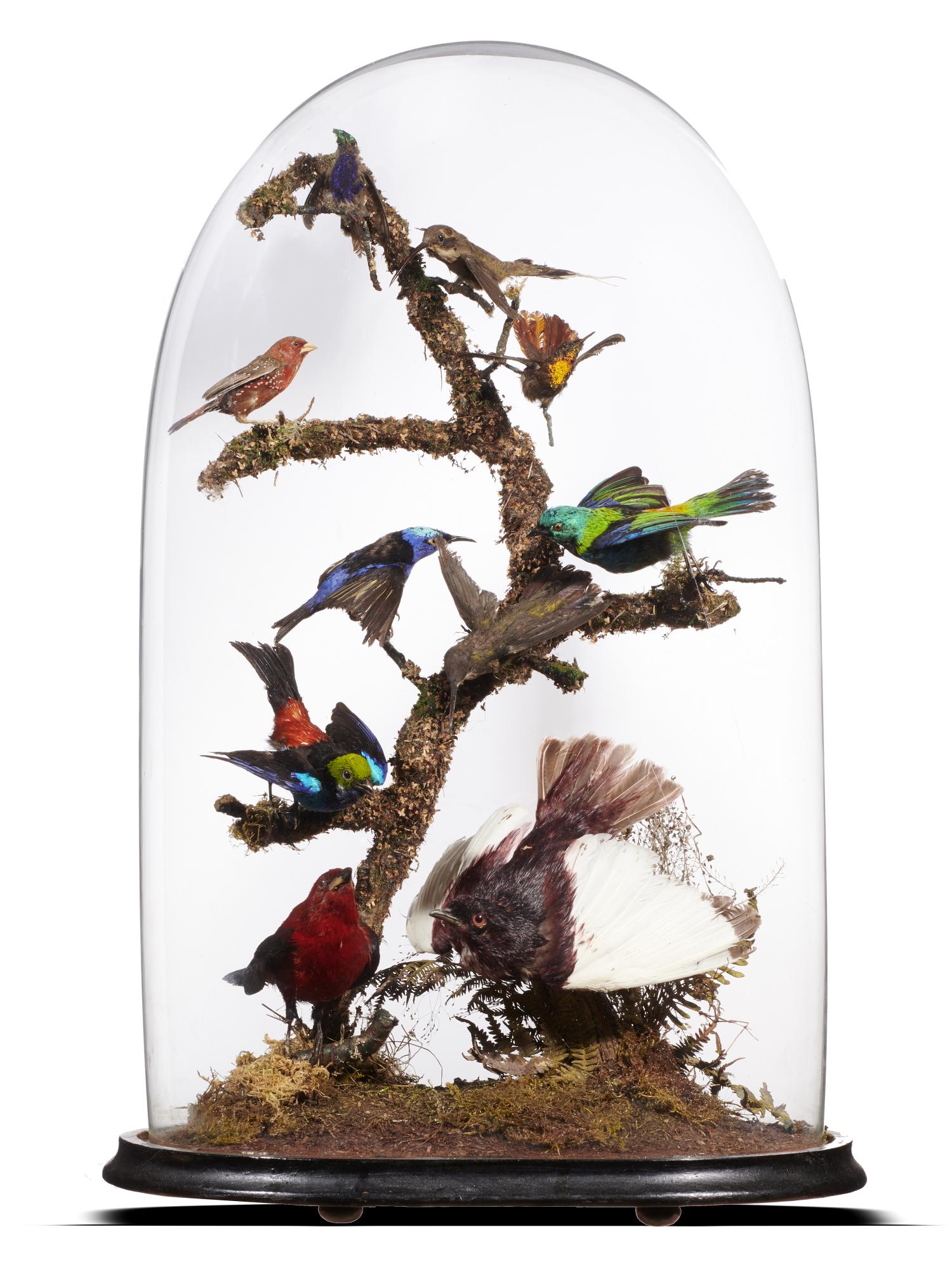 Taxidermy: A dome of tropical birds, 19th century, 58cm high