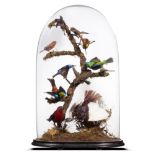 Taxidermy: A dome of tropical birds, 19th century, 58cm high