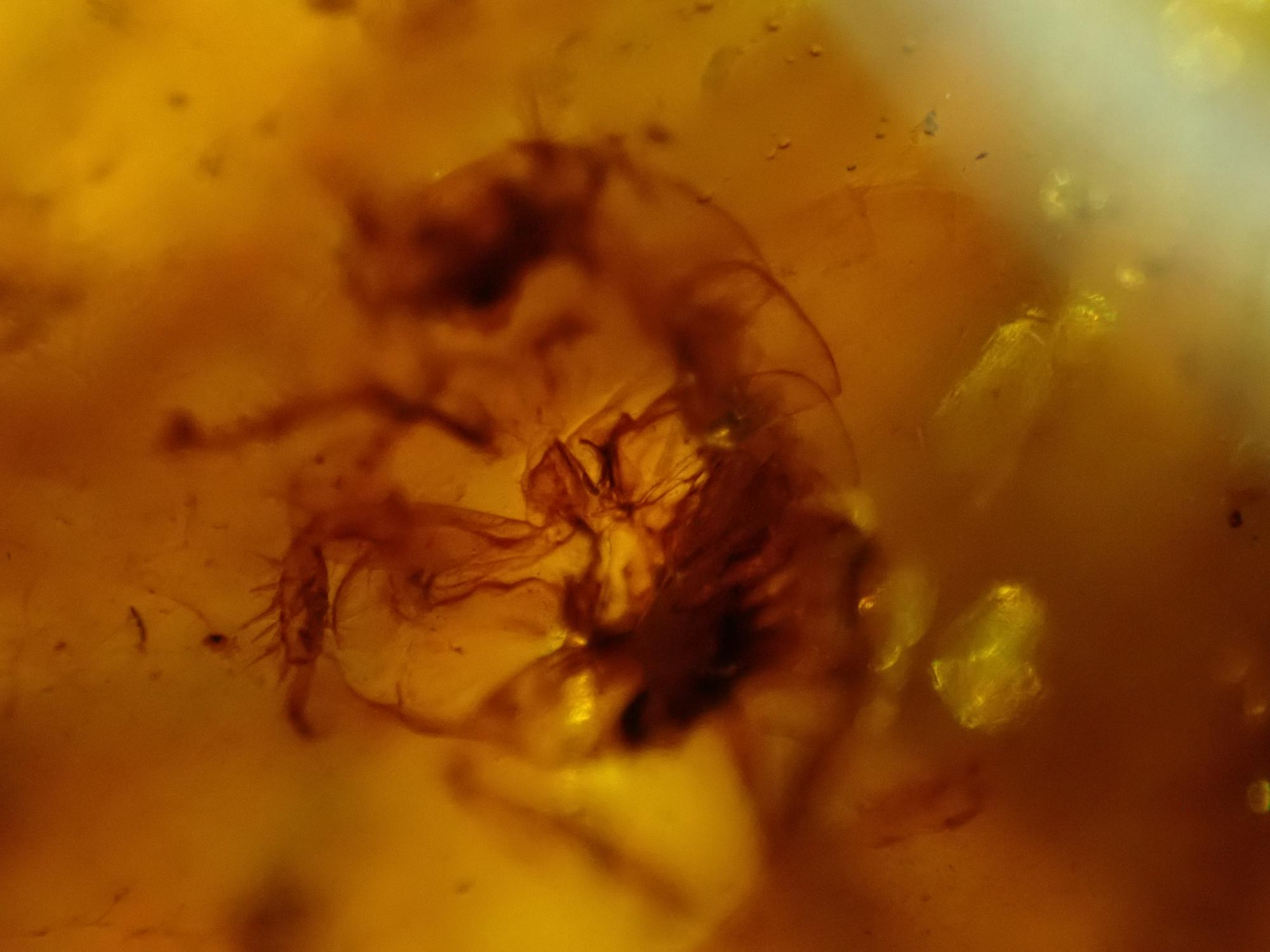 Natural History: An amber specimen, now carved and mounted as a pendant - Image 8 of 8