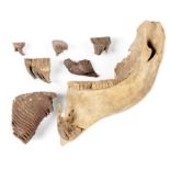 Natural History: A collection of mammoth teeth, Siberia, Ice Age