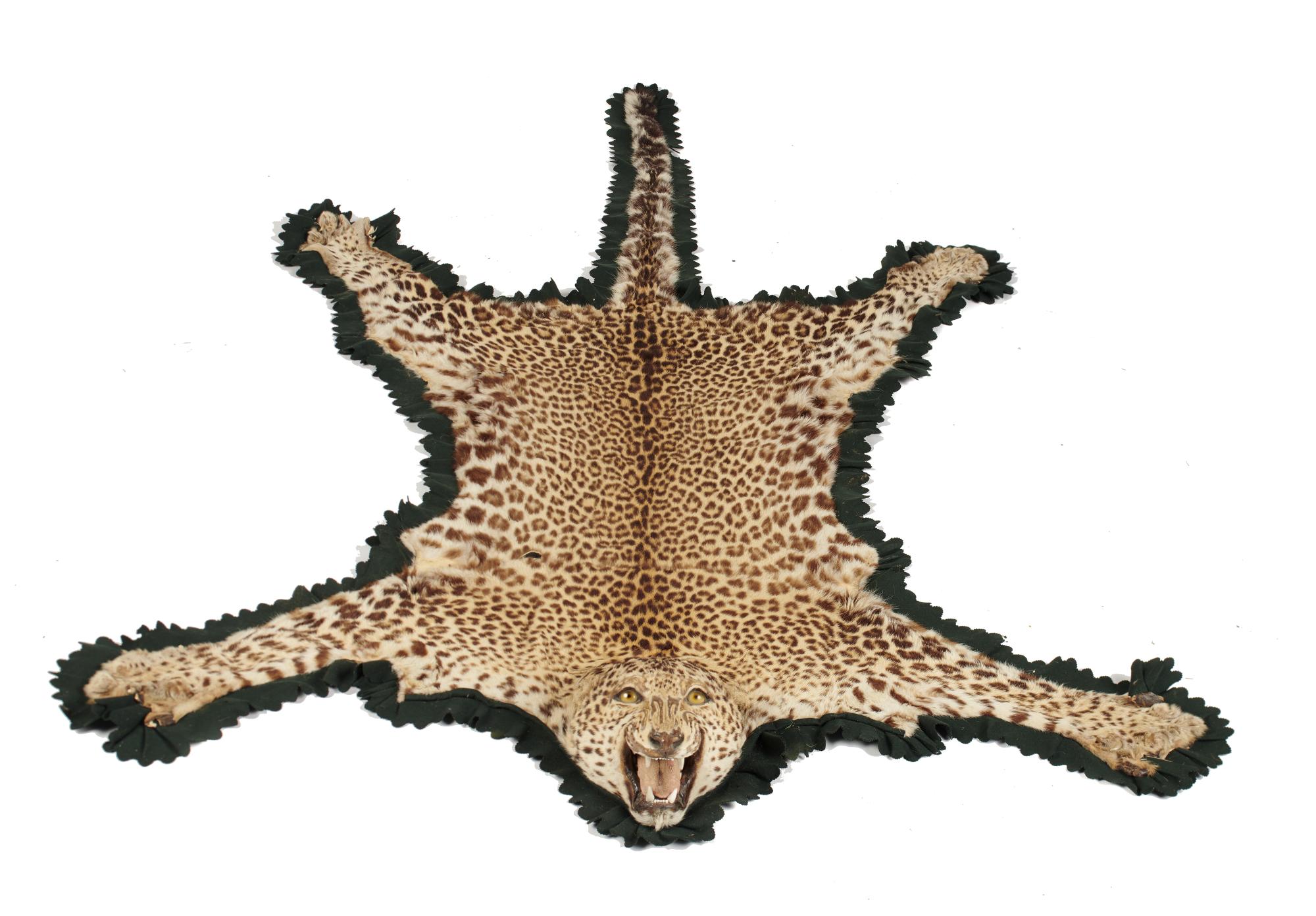 Taxidermy: A Rowland Ward leopard skin rug with trade label, circa 1900, 218cm by 145cm
