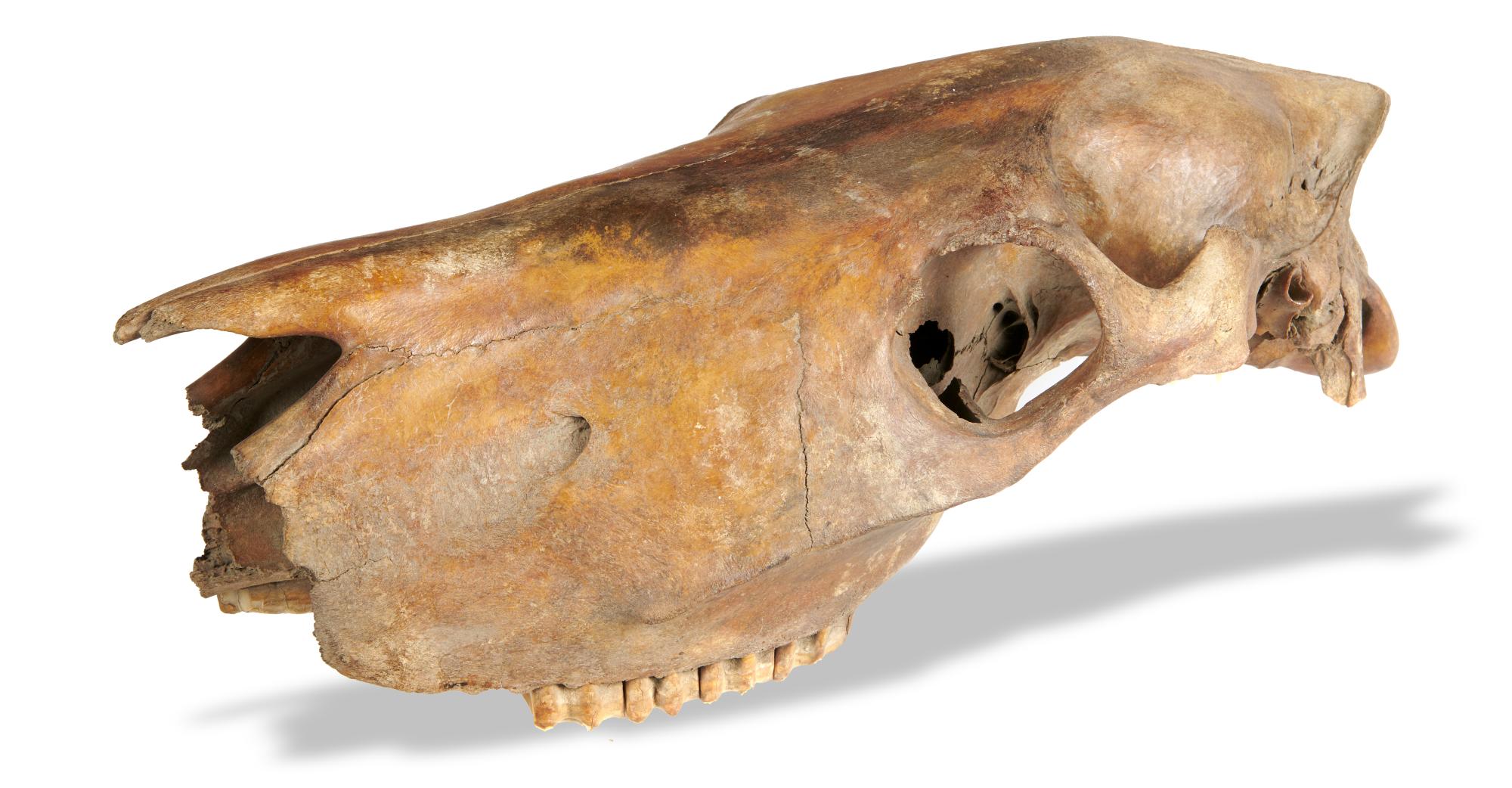 Natural History: A rare primitive horse skull, Ice Age, 48cm long