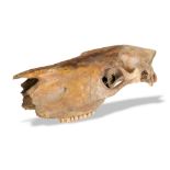 Natural History: A rare primitive horse skull, Ice Age, 48cm long