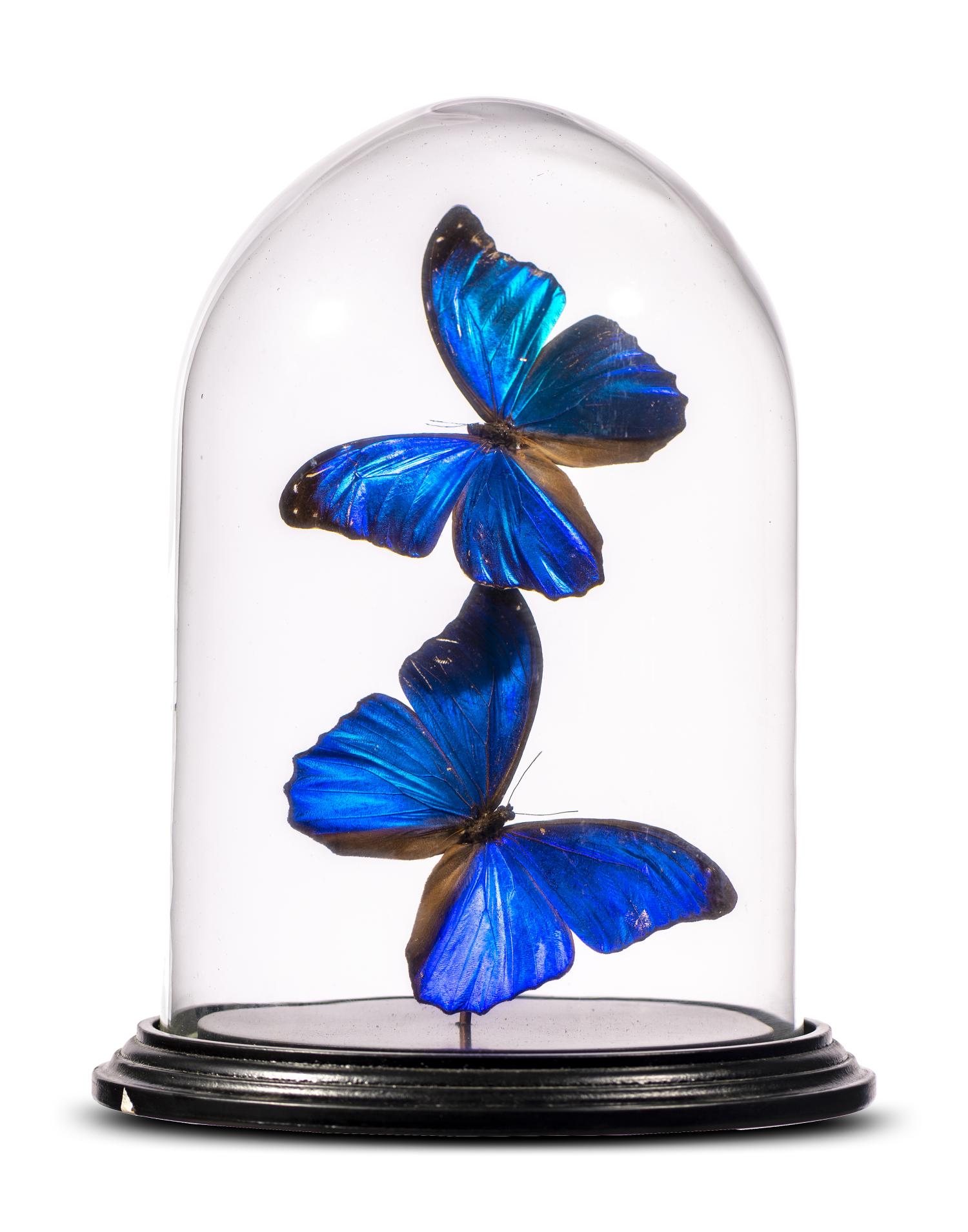 Taxidermy: A display of colourful butterflies under glass dome, modern, 27cm high