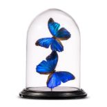 Taxidermy: A display of colourful butterflies under glass dome, modern, 27cm high