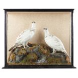 Taxidermy: Macleay of Inverness: A case of Ptarmigan, late 19th century, 50cm high by 58cm wide