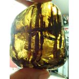 Natural History: An amber specimen containing the remains of a cretaceous plant in a natural tea