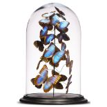 Taxidermy: A very large display of colourful butterflies under glass dome, modern, 55cm high