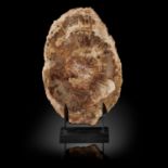 Fossils: A fossil wood section, Madagascar, Triassic, on metal stand, 28.5cm high by 19cm wide