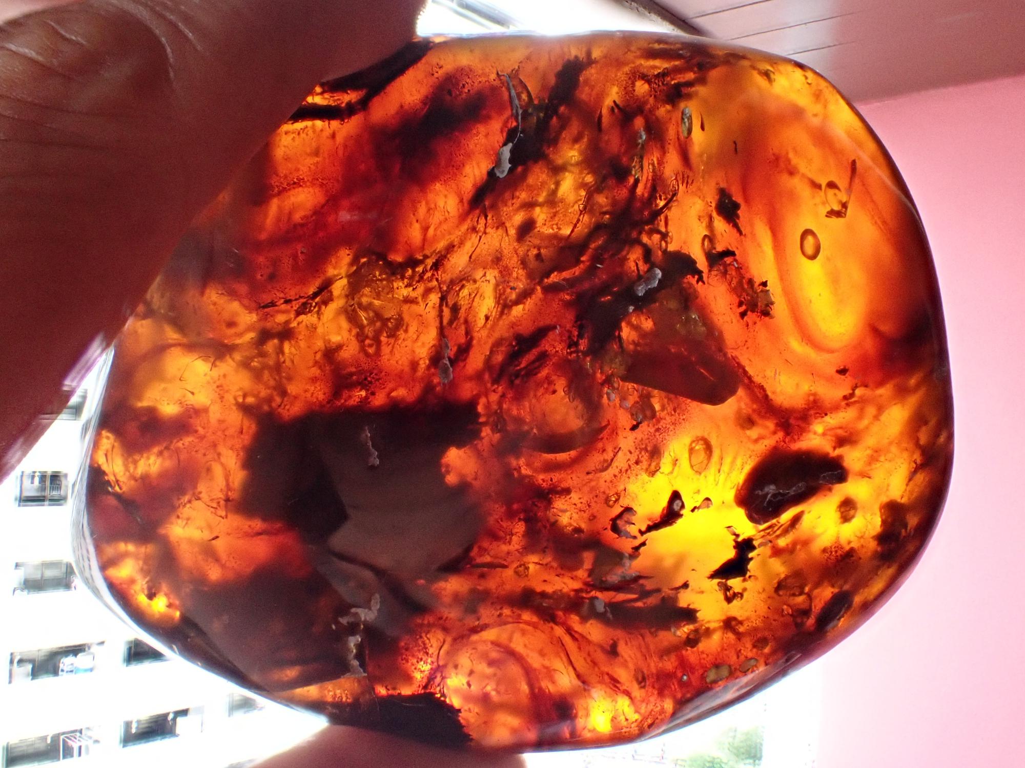 Natural History: An extremely rare and possibly unique amber specimen containing Tetrapod type