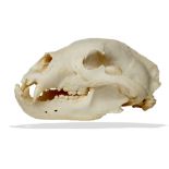 Natural History: A black bear skull, Canada, from native tribes, on metal stand, 31cm high by 18cm