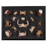 Decorative/Interior Design: A wall display case of sixteen crabs, recent, 67cm high by 86cm wide