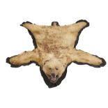 Taxidermy: A Grizzly bear skin, early 20th century, 200cm by 169cm