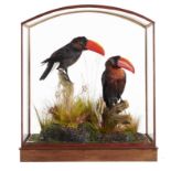 Taxidermy: Toucanets by Frankenstein, reconstructed from non cites species in a dome topped case