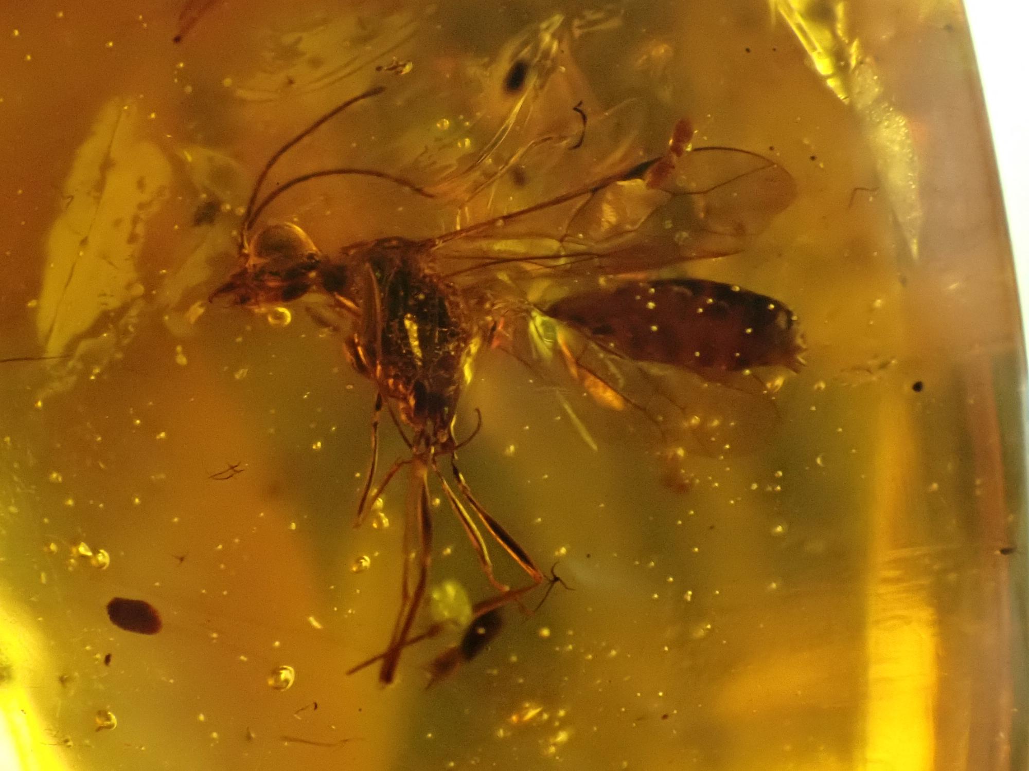 Natural History: An amber specimen containing the remains of a fly and other insects